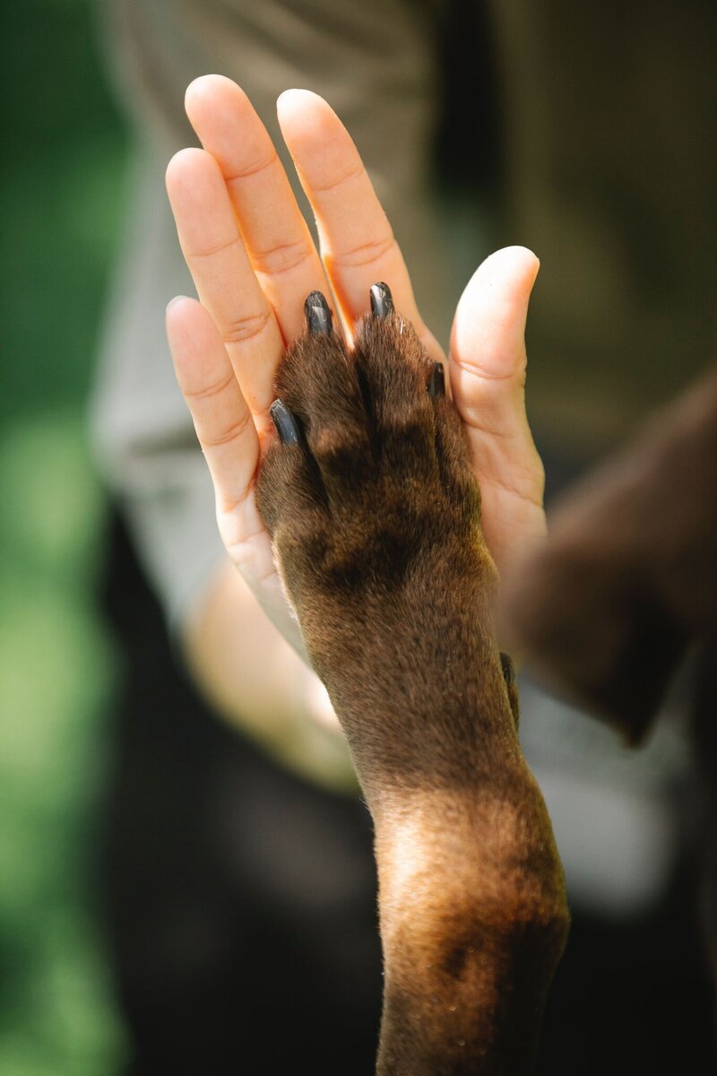 Man hand with dog paw